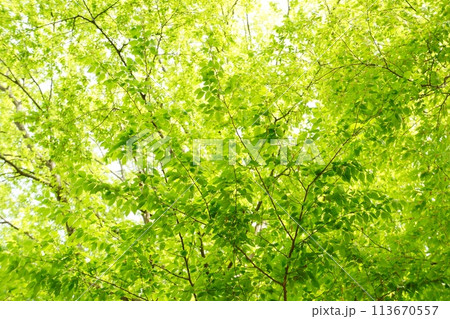 春の芽吹き　新緑 113670557