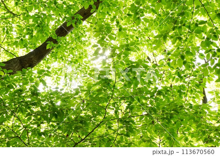 春の芽吹き　新緑 113670560
