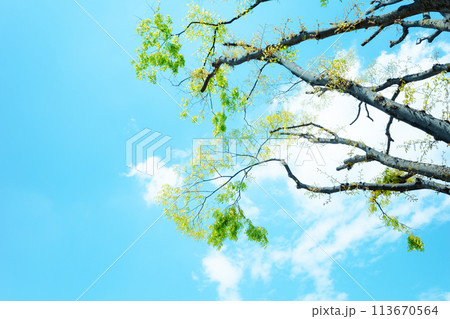 ケヤキの若葉と春の青空 ウォームライトカラー ケヤキの若葉と春の青空 ウォームライトカラー 113670564