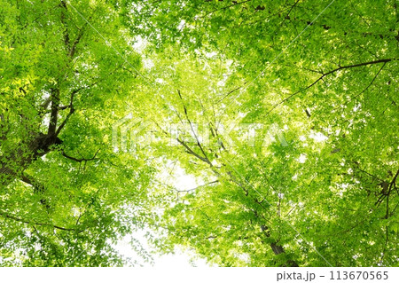 春の芽吹き　新緑 113670565