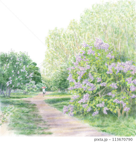 ライラックの咲く公園白背景 113670790