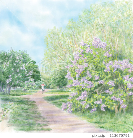 ライラックの咲く公園青空 ライラックの咲く公園青空 113670791