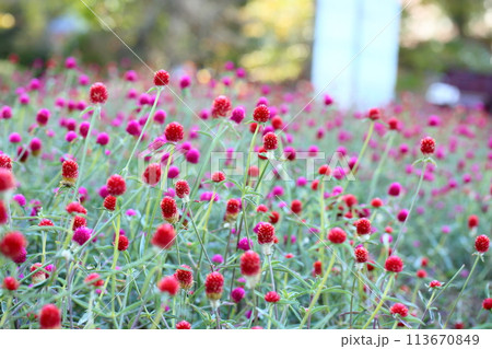センニチコウの花 113670849