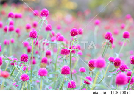センニチコウの花 センニチコウの花 113670850