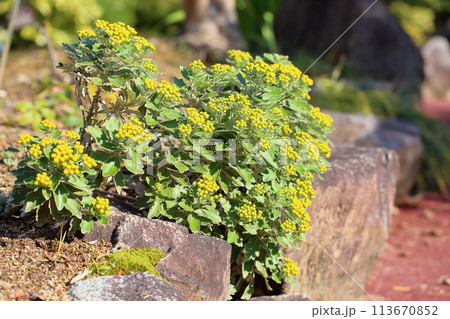 イソギクの花 113670852