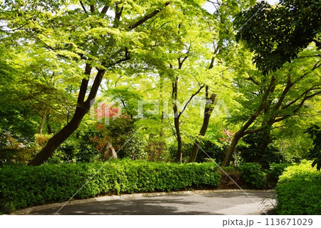 新緑の鮮やかな公園風景 113671029