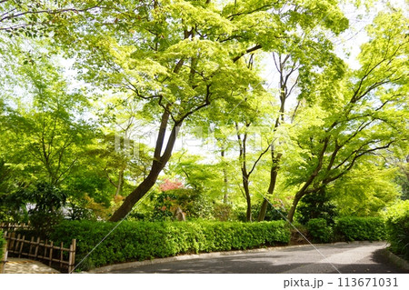新緑の鮮やかな公園風景 113671031