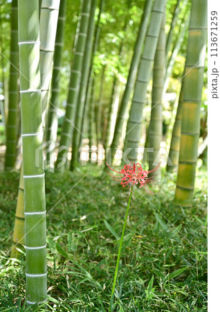 中山道大宮宿散歩・一輪咲く　竹林 113671259