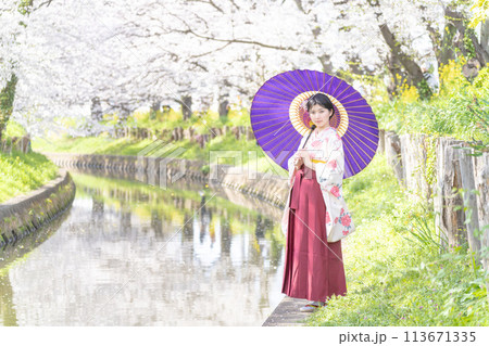 桜のトンネルの下で袴姿で和傘をさす若い女性 桜のトンネルの下で袴姿で和傘をさす若い女性 113671335