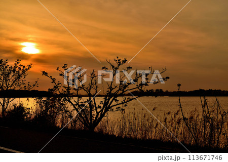 千葉県 手賀沼自然ふれあい緑道と手賀曙橋からの夕景 千葉県 手賀沼自然ふれあい緑道と手賀曙橋からの夕景 113671746