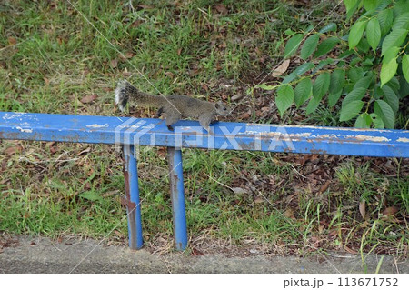 公園に出没するタイワンリス 公園に出没するタイワンリス 113671752