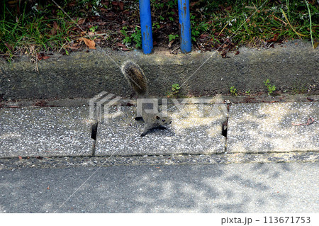 公園に出没するタイワンリス 公園に出没するタイワンリス 113671753