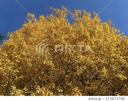 Maple leaves in autumn and a Japanese garden in Tokyo 113671780