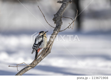木に止まるアカゲラ 113671908