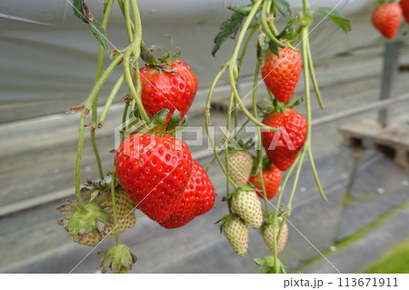いちご狩り　実ったいちご 113671911