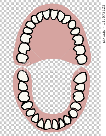 Teeth mold (with gums) 113672123