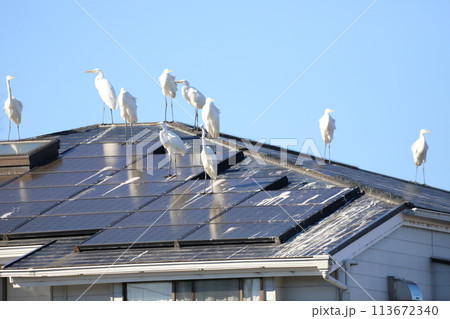 屋根にとまるサギの群れ 113672340