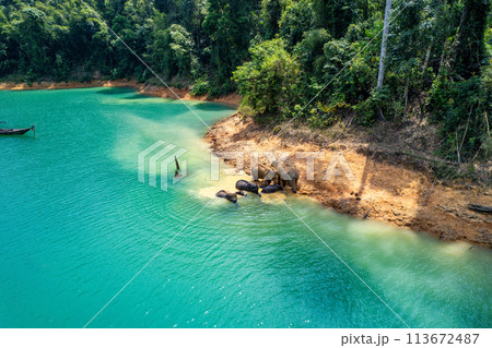 Encounter with a family of wild elephants in Khao Sok national park, on the Cheow lan lake in Surat 113672487