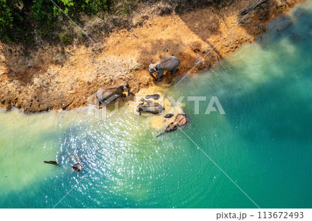 Encounter with a family of wild elephants in Khao Sok national park, on the Cheow lan lake in Surat Encounter with a family of wild elephants in Khao Sok national park, on the Cheow lan lake in Surat 113672493