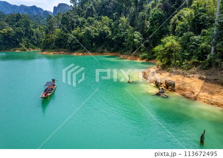 Encounter with a family of wild elephants in Khao Sok national park, on the Cheow lan lake in Surat Encounter with a family of wild elephants in Khao Sok national park, on the Cheow lan lake in Surat 113672495