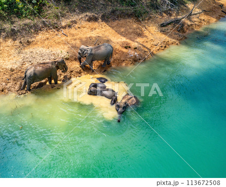 Encounter with a family of wild elephants in Khao Sok national park, on the Cheow lan lake in Surat Encounter with a family of wild elephants in Khao Sok national park, on the Cheow lan lake in Surat 113672508