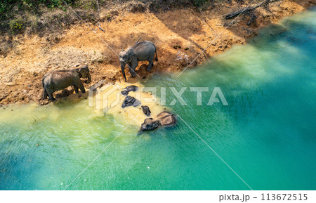 Encounter with a family of wild elephants in Khao Sok national park, on the Cheow lan lake in Surat 113672515