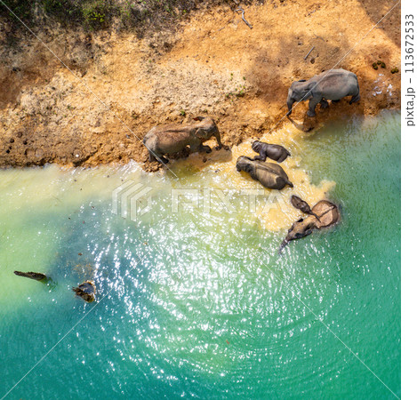 Encounter with a family of wild elephants in Khao Sok national park, on the Cheow lan lake in Surat 113672533