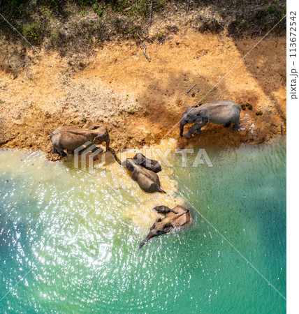 Encounter with a family of wild elephants in Khao Sok national park, on the Cheow lan lake in Surat 113672542