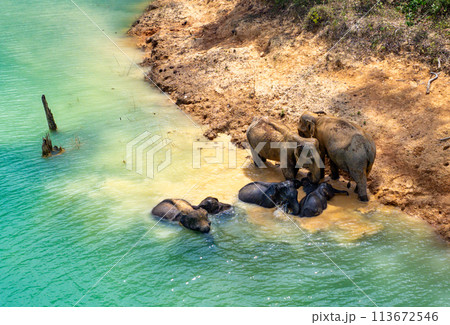 Encounter with a family of wild elephants in Khao Sok national park, on the Cheow lan lake in Surat 113672546