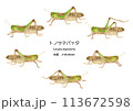 トノサマバッタ トノサマバッタ 113672598