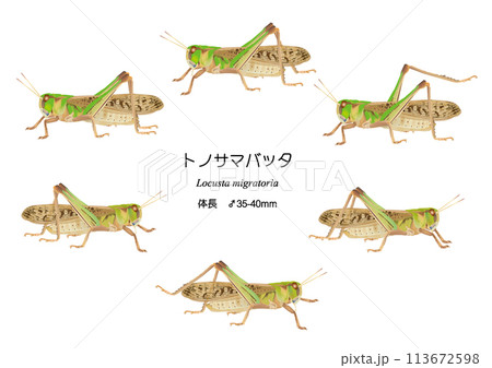 トノサマバッタ 113672598