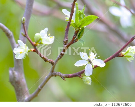 梅や桃が散るのを待ってるかのように咲き始めるプルーン 梅や桃が散るのを待ってるかのように咲き始めるプルーン 113672600