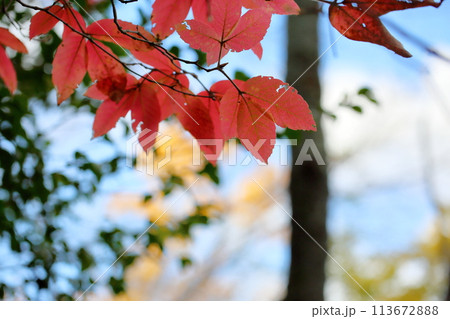 紅葉 メグスリノキの葉 紅葉 メグスリノキの葉 113672888