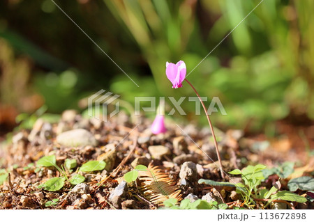 シクラメンの花 シクラメンの花 113672898