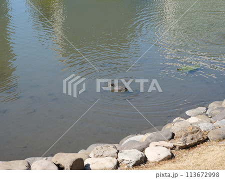 池に浮いているオオバン 113672998