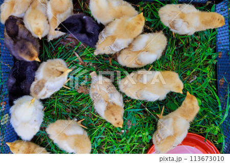 Cute little birds of countryside eating from special feeder. Cute little birds of countryside eating from special feeder. 113673010