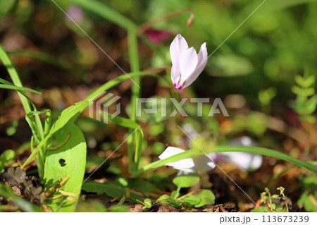 シクラメンの花 113673239