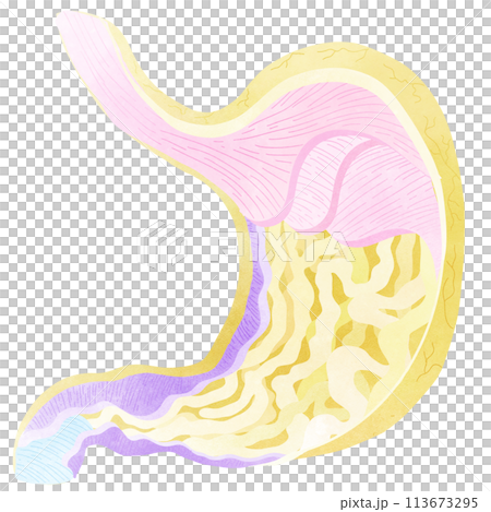 This is the internal system of the stomach. This is the internal system of the stomach. 113673295