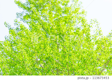 新緑のイメージ　(背景素材) 113673453