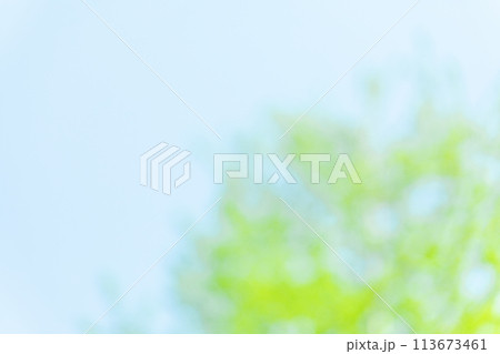 新緑のイメージ　(背景素材) 113673461