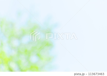 新緑のイメージ　(背景素材) 113673463