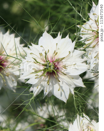 ニゲラの花 113673540