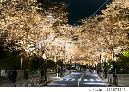 東京都心に咲く満開の美しい桜並木 113673541