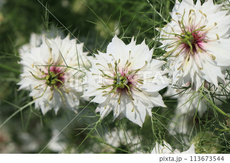 ニゲラの花 ニゲラの花 113673544