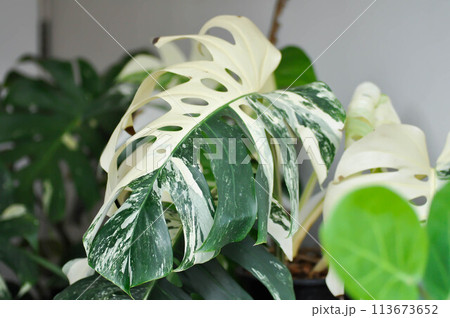 Monstera Albo or Monstera, Herricane plant or Swiss cheese or bicolor Monstera Monstera Albo or Monstera, Herricane plant or Swiss cheese or bicolor Monstera 113673652