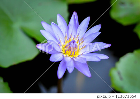 lotus or florescent purple lotus lotus or florescent purple lotus 113673654