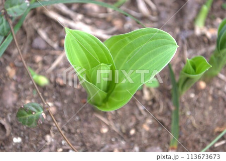 春の山菜 うるい 春の山菜 うるい 113673673