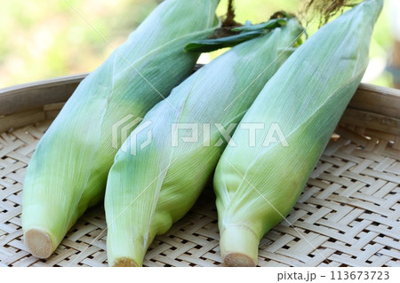 トウモロコシ　収穫　生　皮付き　屋外 113673723