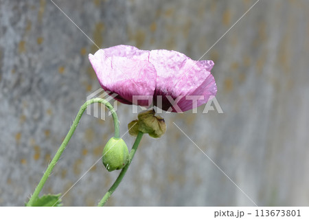 自生のアツミゲシ 113673801