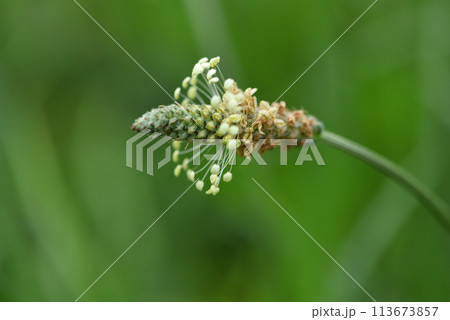 背景 バックグラウンド バックグランド 113673857